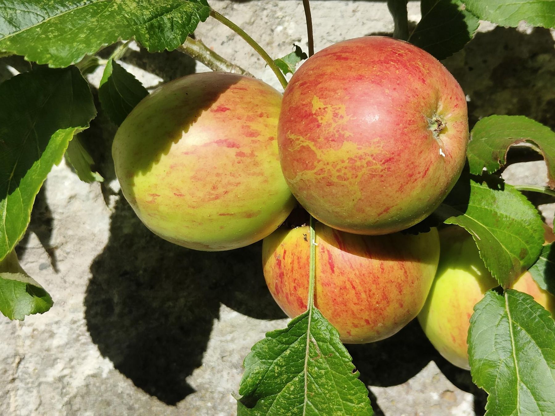 Ripe apples on the branch in the garden orchard