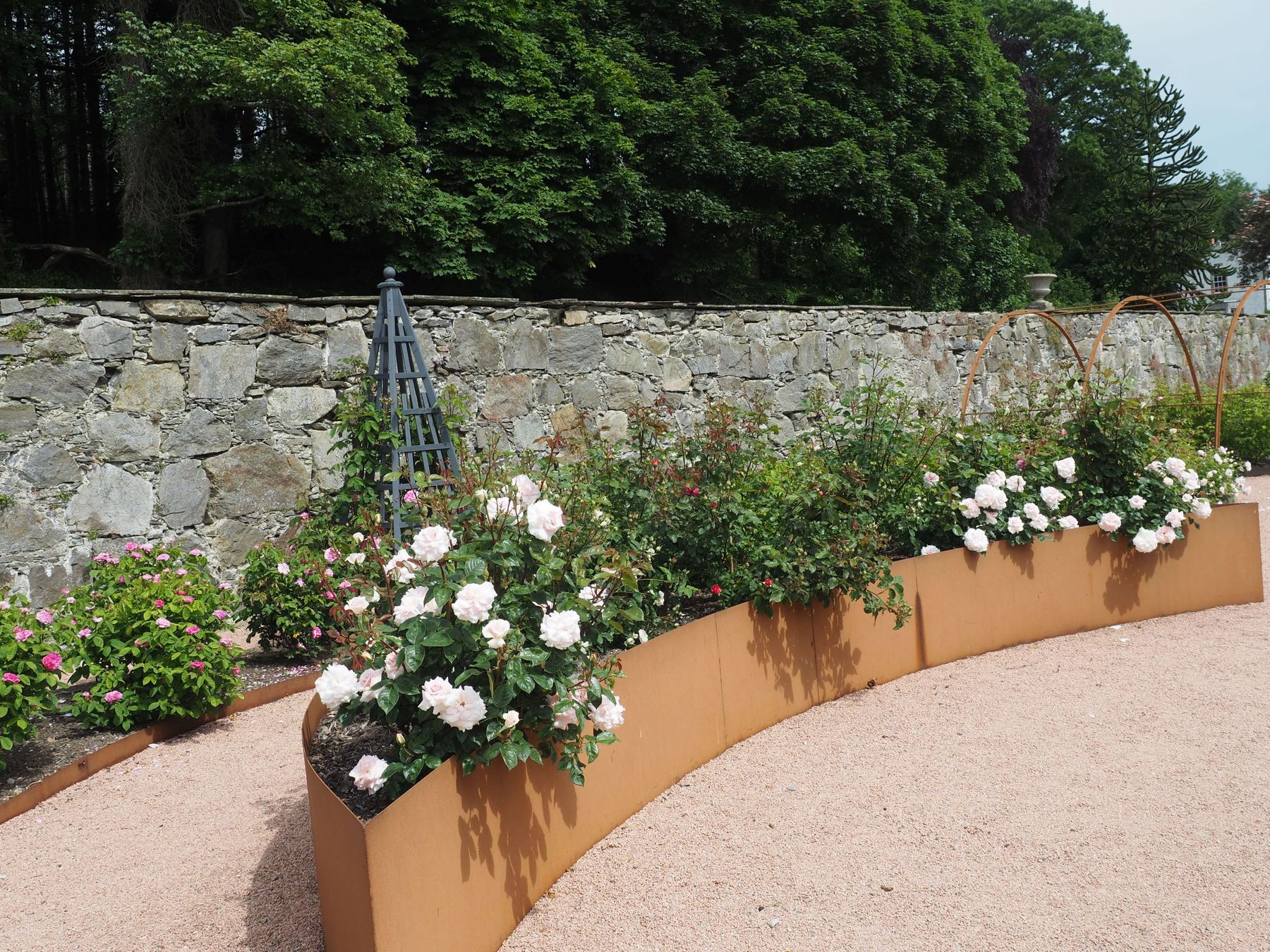 White and pink roses flowering against a curved stone wall