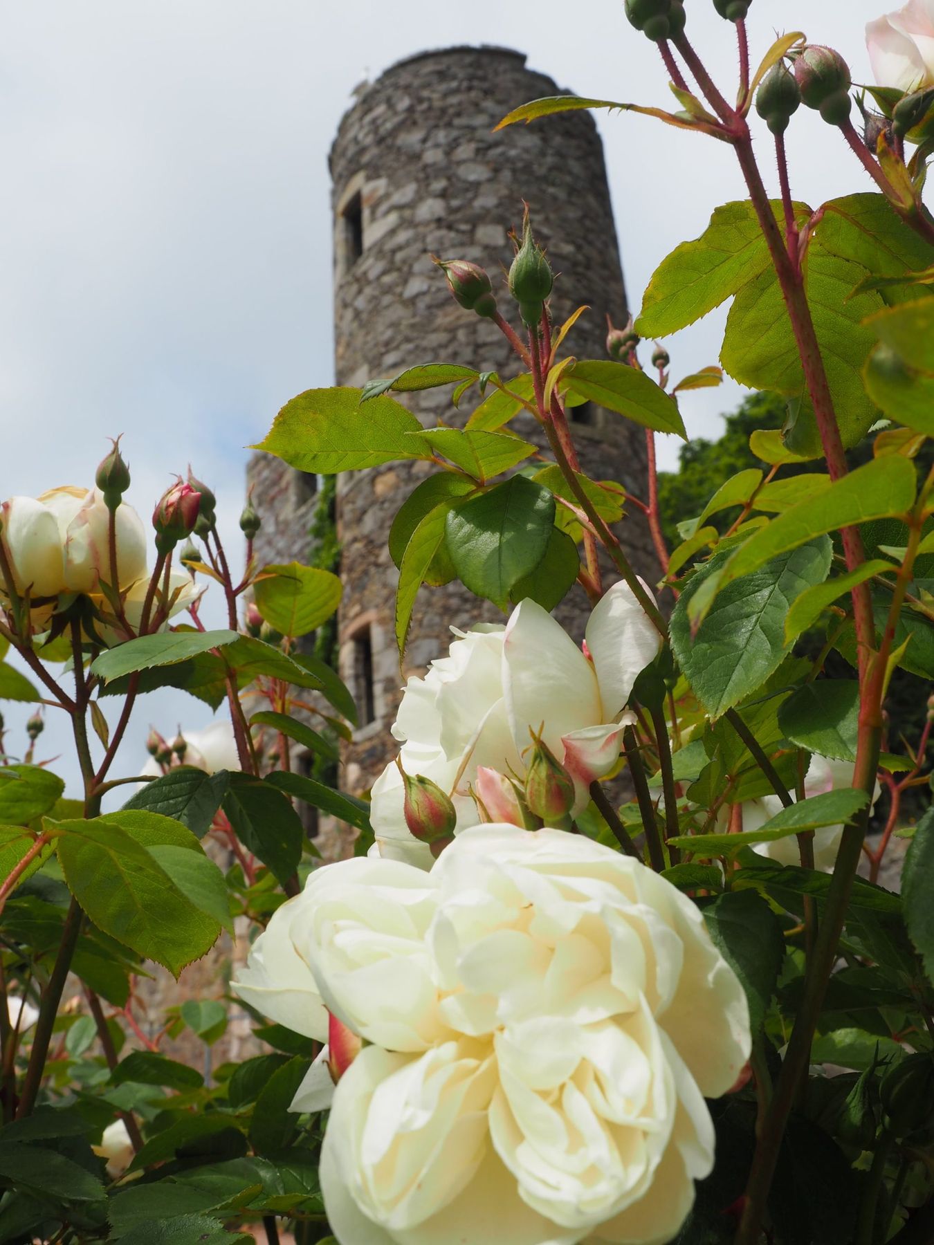 White roses in flower in front of the ruined castle tower