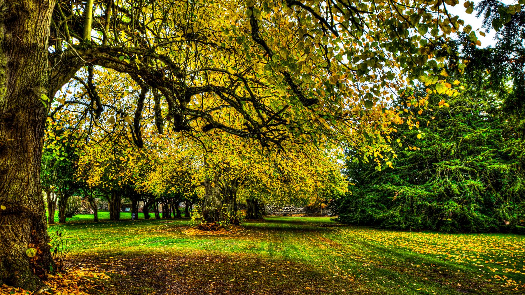 Mature trees in autumn colour along the garden wall