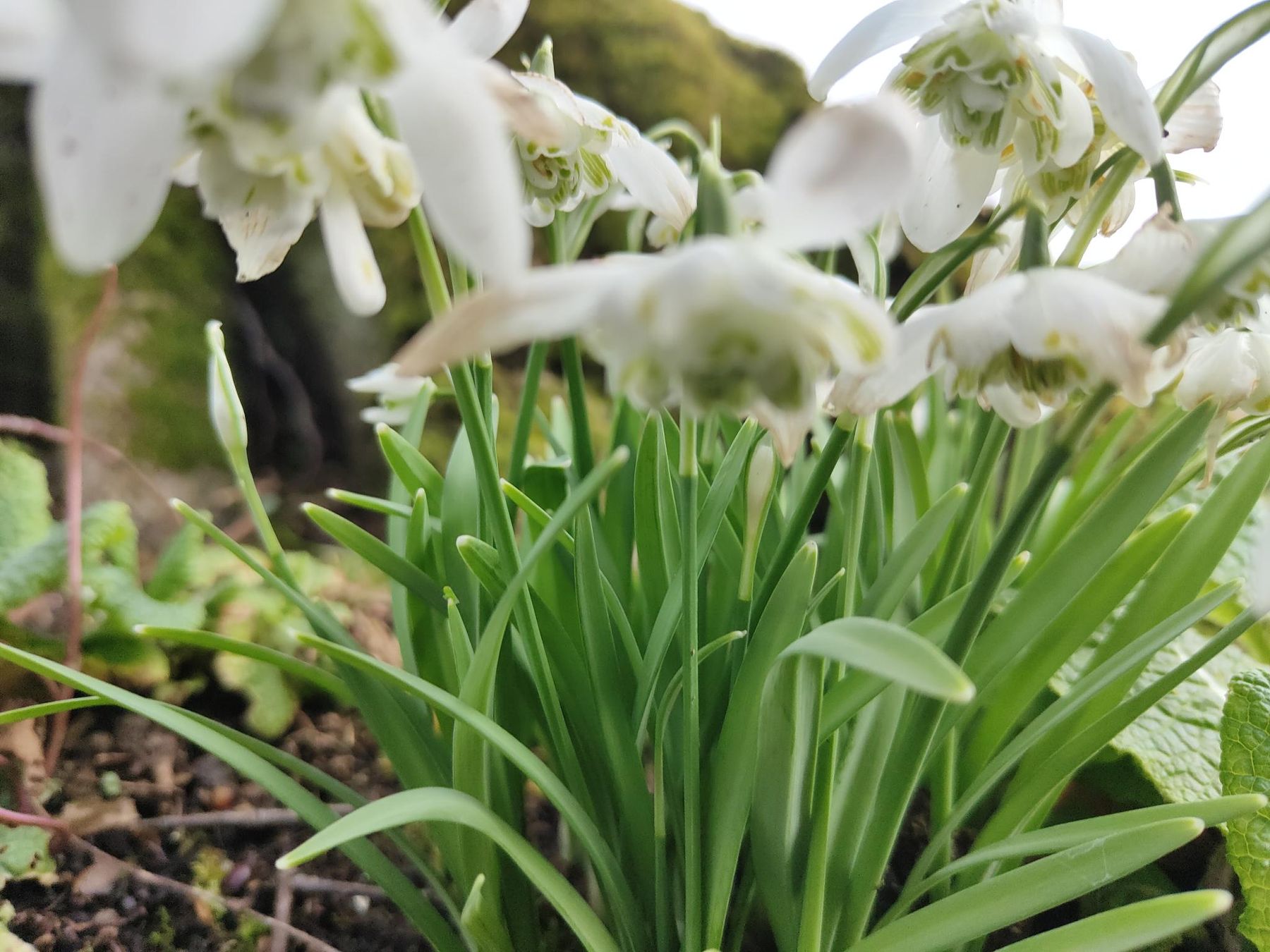 Snowdrops in flower under bare trees