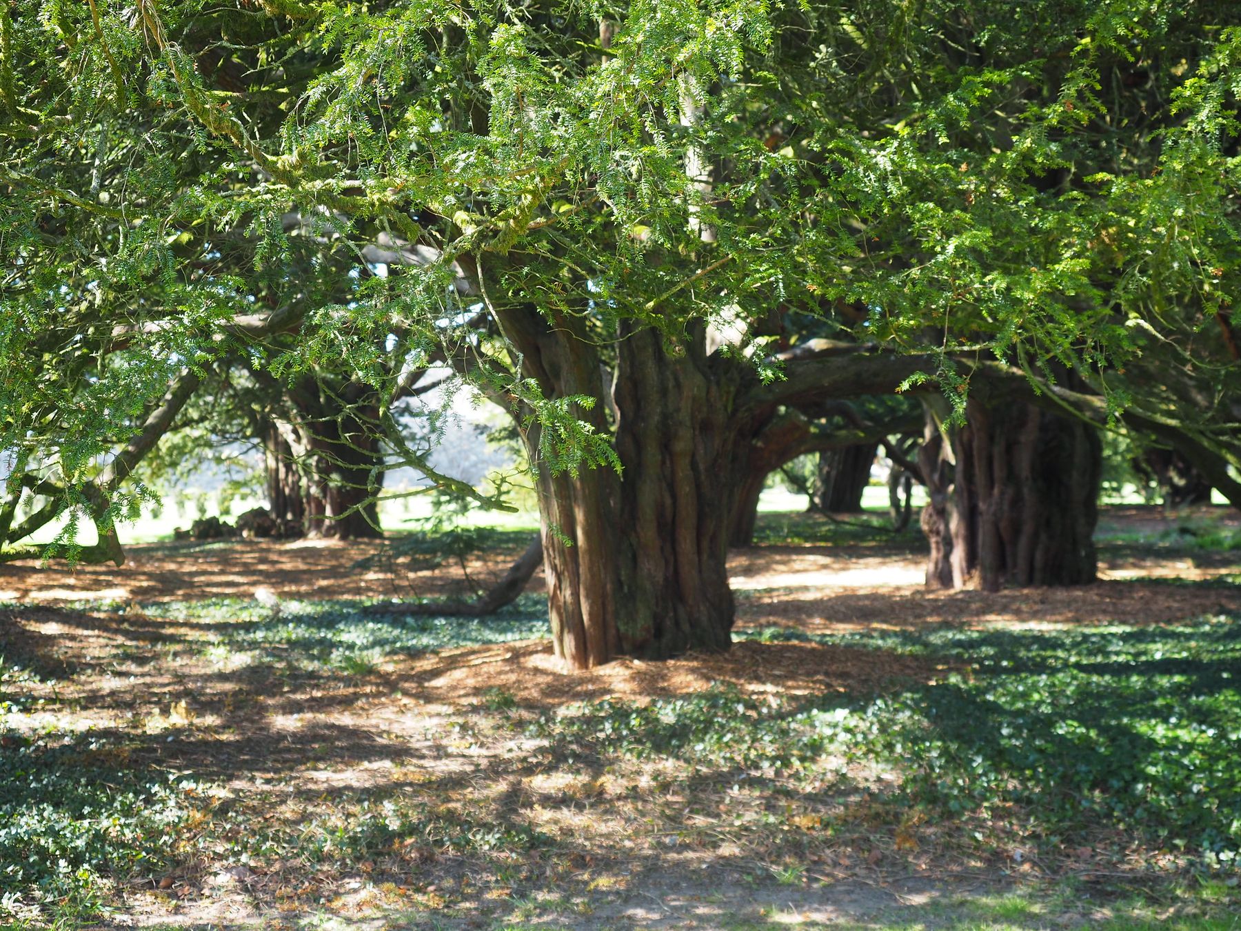 Light through the canopy of an ancient yew tree