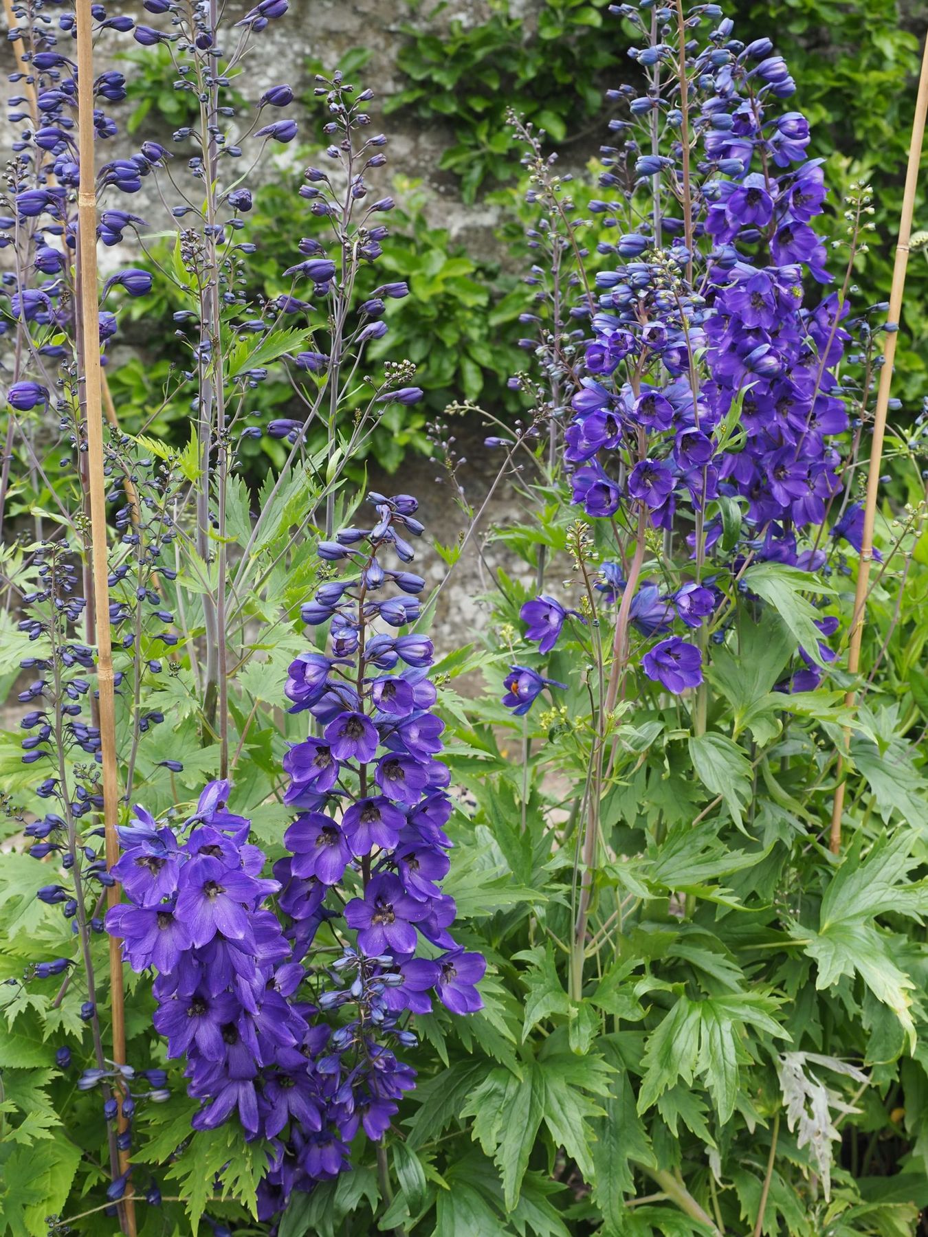 Clematis climbing through a herbaceous border