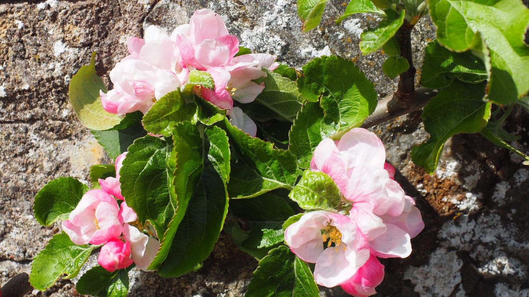 Apple blossom flowering against the old stone wall