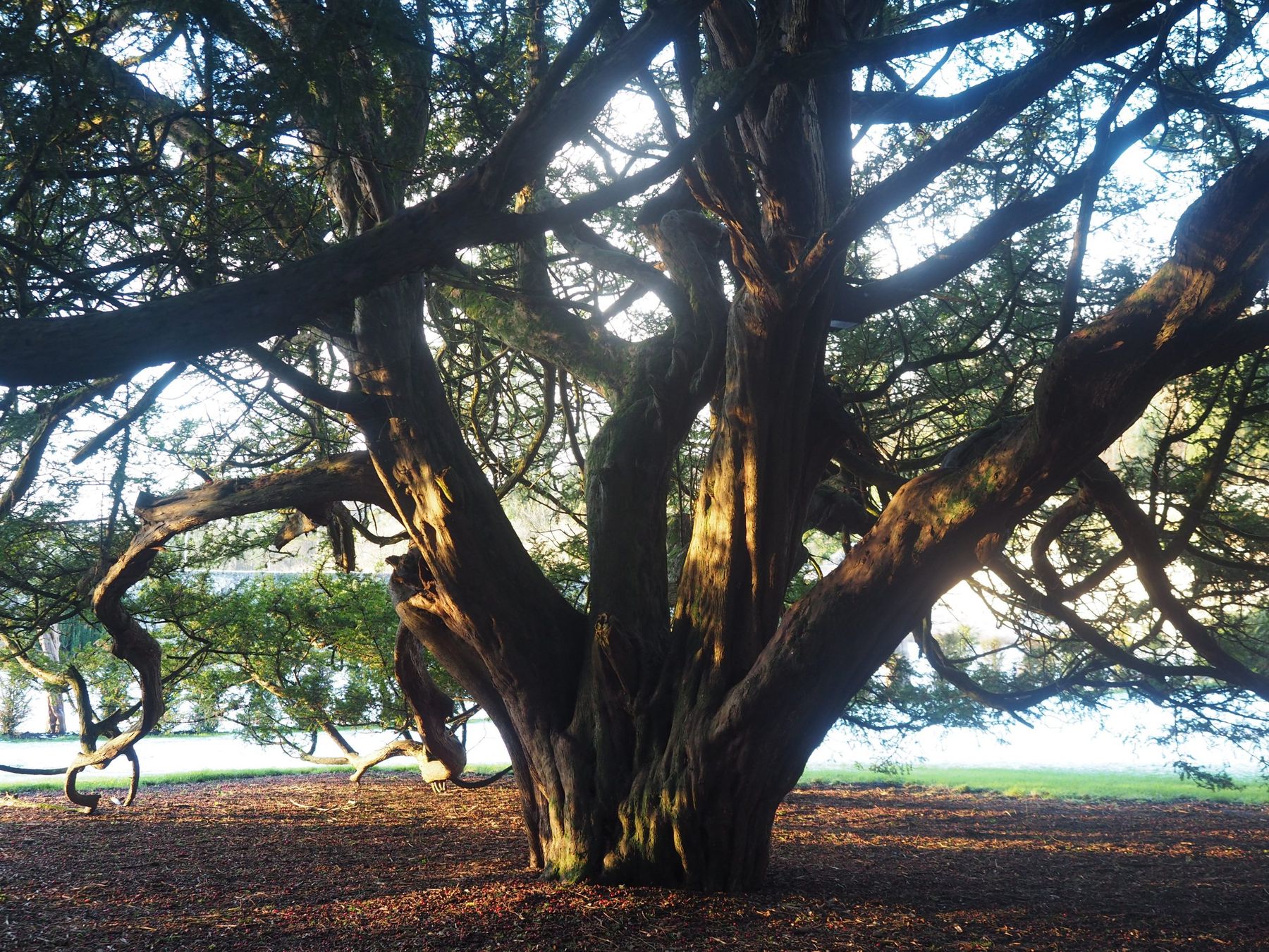 The broad, low branches of one of the ancient English yews in the walled garden