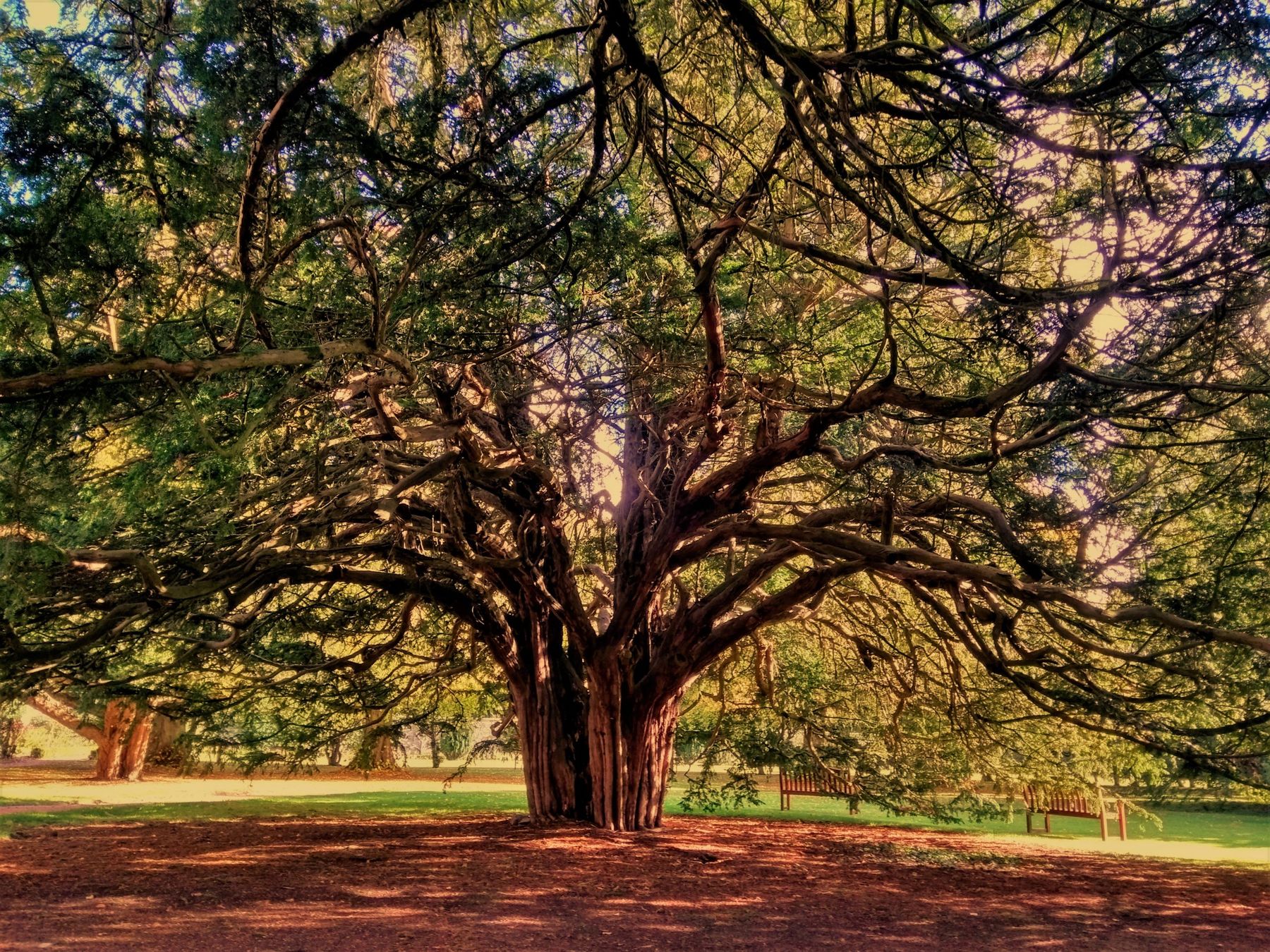 Ancient yew trees in autumn light, their branches sweeping to the ground
