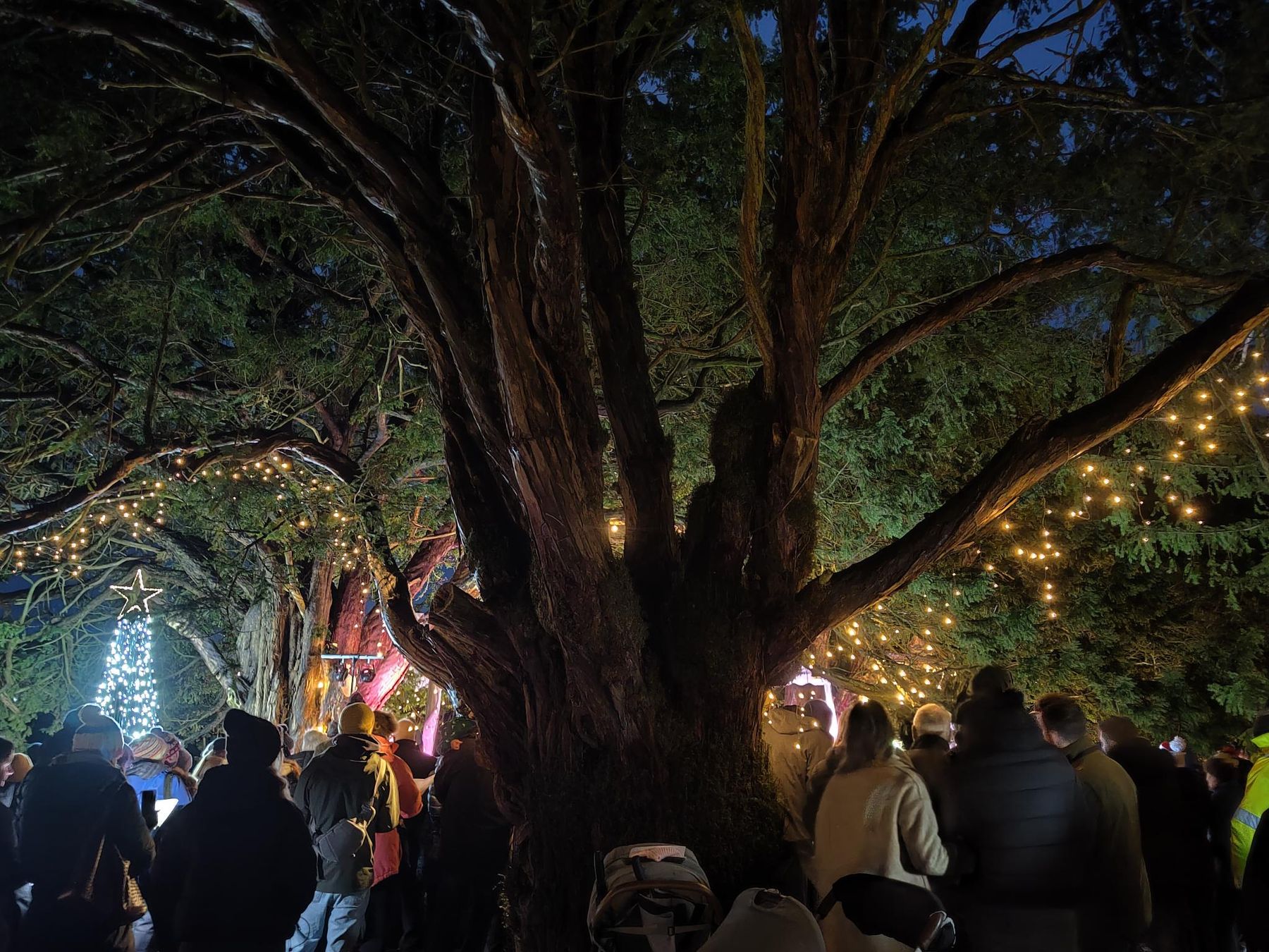 Visitors gathered under the ancient yews at dusk with strings of lights